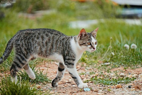 All Cats Are Tabby: Uncovering the Hidden Genetics