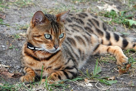 All Cats Are Tabby: Uncovering the Hidden Genetics