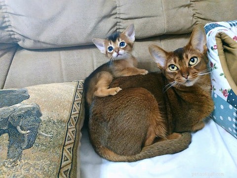 All Cats Are Tabby: Uncovering the Hidden Genetics