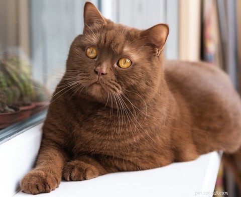 All Cats Are Tabby: Uncovering the Hidden Genetics