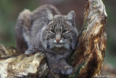 All Cats Are Tabby: Uncovering the Hidden Genetics