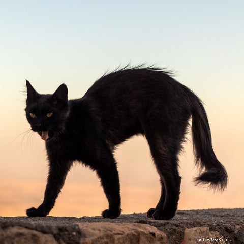 Why Do Cats Arch Their Spines? The Science Behind the Stretch