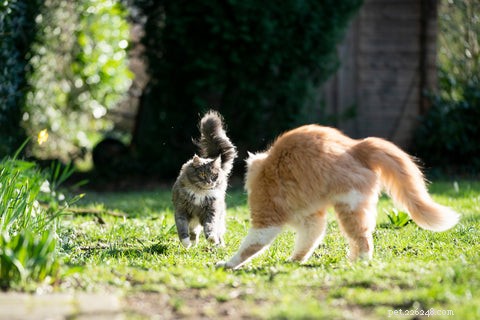 Why Do Cats Arch Their Spines? The Science Behind the Stretch
