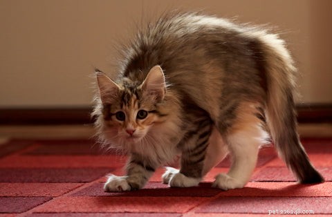 Why Do Cats Arch Their Spines? The Science Behind the Stretch