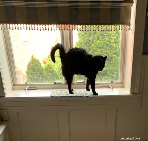 Why Do Cats Arch Their Spines? The Science Behind the Stretch