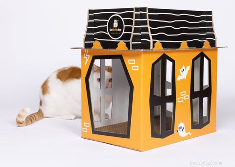 Why Do Cats Arch Their Spines? The Science Behind the Stretch