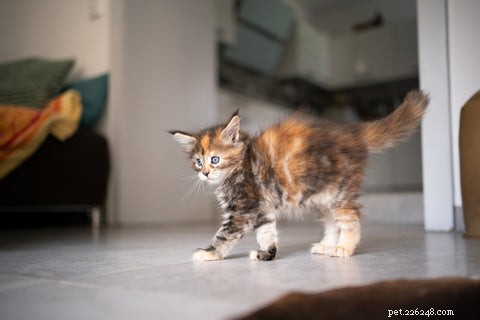Why Do Cats Arch Their Spines? The Science Behind the Stretch