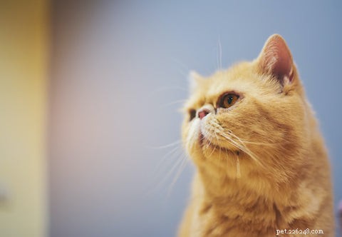 Understanding Why Cats Drool: Causes, Symptoms, and When to Seek Help
