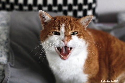 Understanding Why Cats Drool: Causes, Symptoms, and When to Seek Help