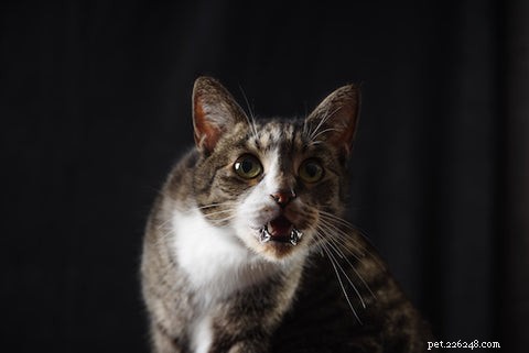 Understanding Why Cats Drool: Causes, Symptoms, and When to Seek Help