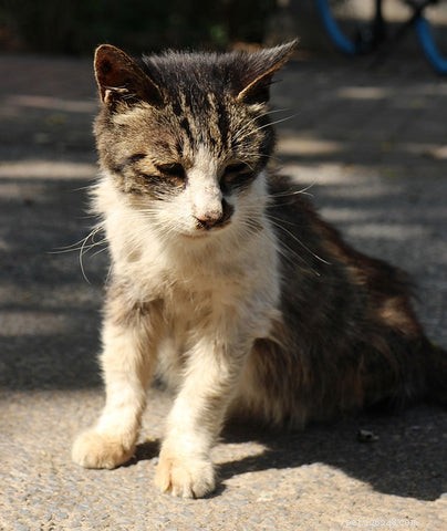 Understanding Why Cats Drool: Causes, Symptoms, and When to Seek Help