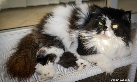 The Persian Cat: History, Traits, and Care Tips