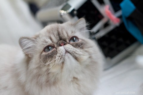 The Persian Cat: History, Traits, and Care Tips