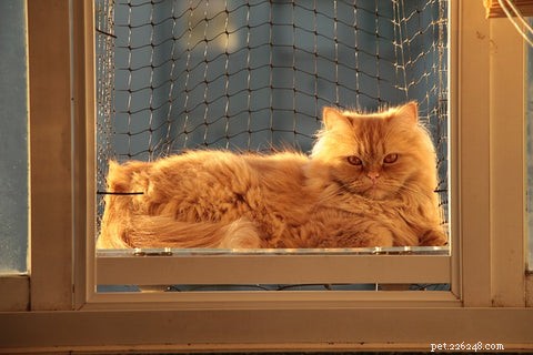 The Persian Cat: History, Traits, and Care Tips