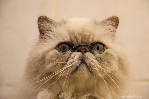 The Persian Cat: History, Traits, and Care Tips