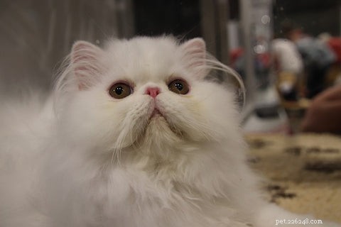 The Persian Cat: History, Traits, and Care Tips