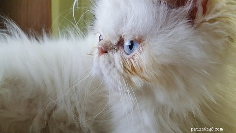The Persian Cat: History, Traits, and Care Tips