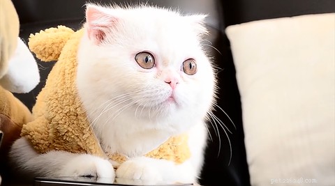 The Persian Cat: History, Traits, and Care Tips