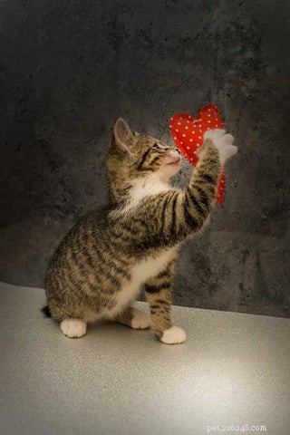 Understanding Hypertrophic Cardiomyopathy in Cats: Symptoms, Diagnosis, and Care