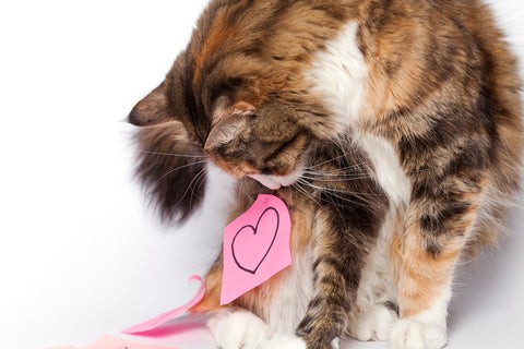 Understanding Hypertrophic Cardiomyopathy in Cats: Symptoms, Diagnosis, and Care