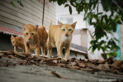 Understanding Hypertrophic Cardiomyopathy in Cats: Symptoms, Diagnosis, and Care