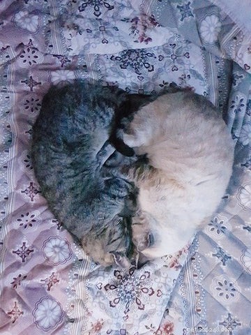 Understanding Hypertrophic Cardiomyopathy in Cats: Symptoms, Diagnosis, and Care