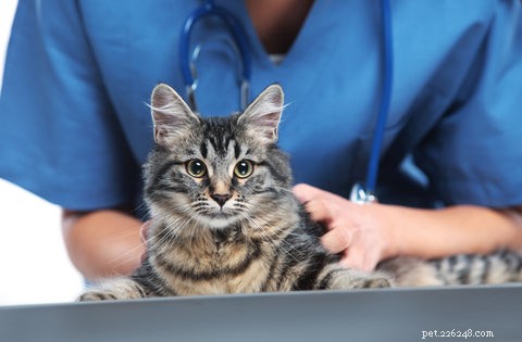 Understanding Hypertrophic Cardiomyopathy in Cats: Symptoms, Diagnosis, and Care