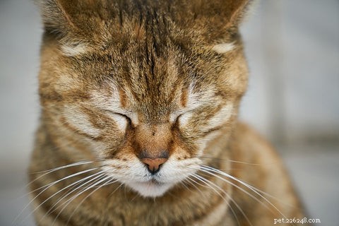 Understanding Hypertrophic Cardiomyopathy in Cats: Symptoms, Diagnosis, and Care