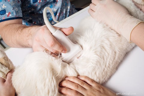 Understanding Hypertrophic Cardiomyopathy in Cats: Symptoms, Diagnosis, and Care