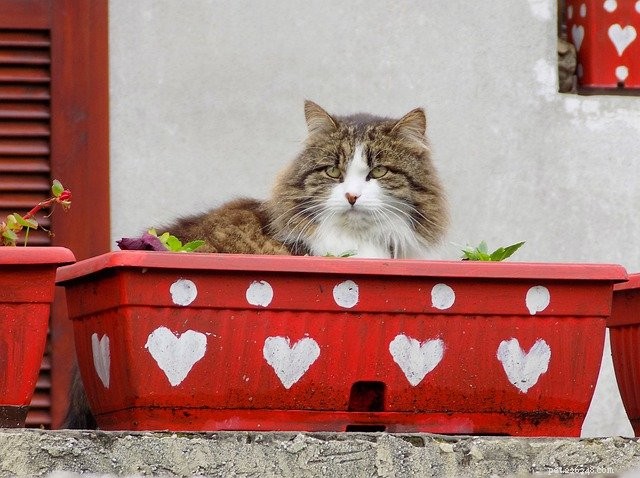 Understanding Hypertrophic Cardiomyopathy in Cats: Symptoms, Diagnosis, and Care