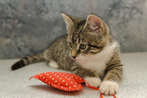 Understanding Hypertrophic Cardiomyopathy in Cats: Symptoms, Diagnosis, and Care