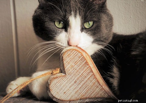 Understanding Hypertrophic Cardiomyopathy in Cats: Symptoms, Diagnosis, and Care