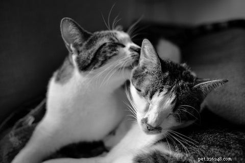 Why Do Cats Groom Each Other? The Science Behind Their Licking Behavior