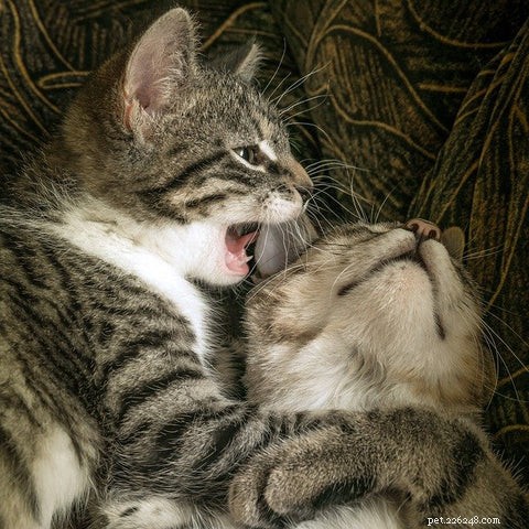 Why Do Cats Groom Each Other? The Science Behind Their Licking Behavior