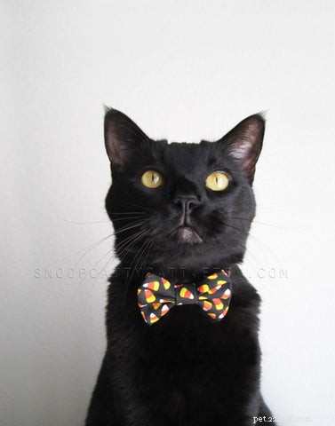 7 Must‑Have Halloween Gifts Every Cat Owner Should Consider