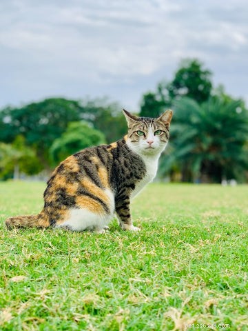 Understanding Calico & Tortoiseshell Cats: Myths, Facts & Care