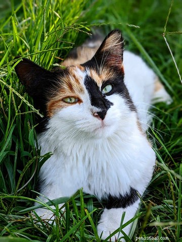 Understanding Calico & Tortoiseshell Cats: Myths, Facts & Care