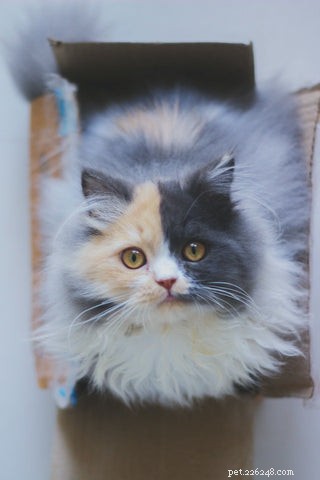 Understanding Calico & Tortoiseshell Cats: Myths, Facts & Care