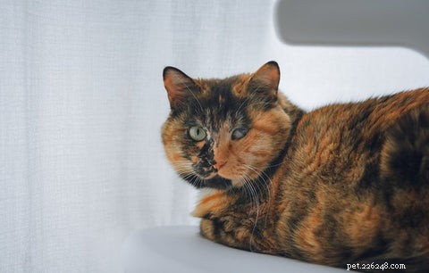 Understanding Calico & Tortoiseshell Cats: Myths, Facts & Care