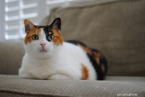 Understanding Calico & Tortoiseshell Cats: Myths, Facts & Care