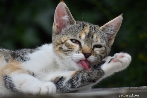 Understanding Calico & Tortoiseshell Cats: Myths, Facts & Care