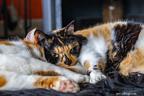 Understanding Calico & Tortoiseshell Cats: Myths, Facts & Care