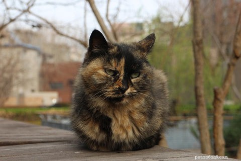 Understanding Calico & Tortoiseshell Cats: Myths, Facts & Care
