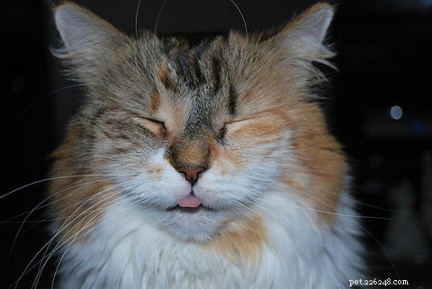 Understanding Calico & Tortoiseshell Cats: Myths, Facts & Care