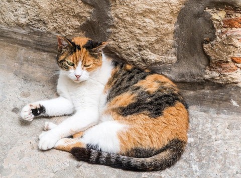 Understanding Calico & Tortoiseshell Cats: Myths, Facts & Care