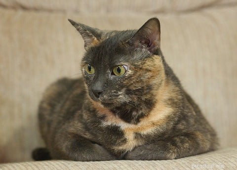 Understanding Calico & Tortoiseshell Cats: Myths, Facts & Care