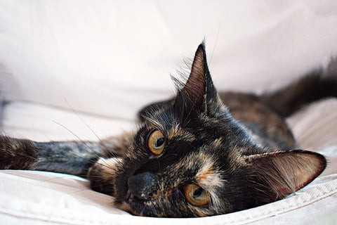 Understanding Calico & Tortoiseshell Cats: Myths, Facts & Care