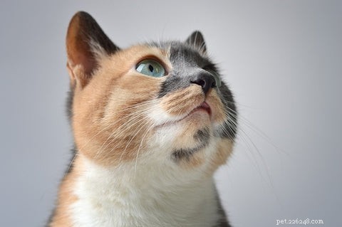 Understanding Calico & Tortoiseshell Cats: Myths, Facts & Care