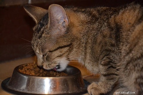 Choosing the Perfect Food and Water Bowls for Your Cat: A Practical Guide
