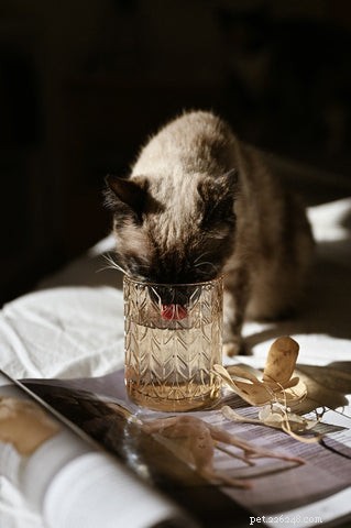 Choosing the Perfect Food and Water Bowls for Your Cat: A Practical Guide